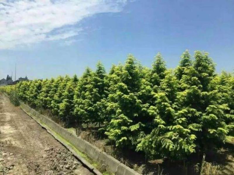 金叶水杉树