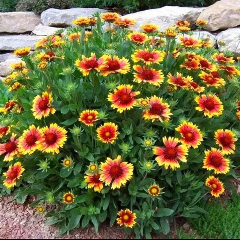 天人菊种子四季易种多年生宿根虎皮菊花种籽庭院绿化景观花卉