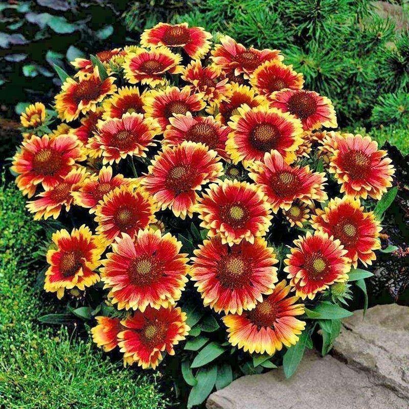 天人菊种子四季易种多年生宿根虎皮菊花种籽庭院绿化景观花卉