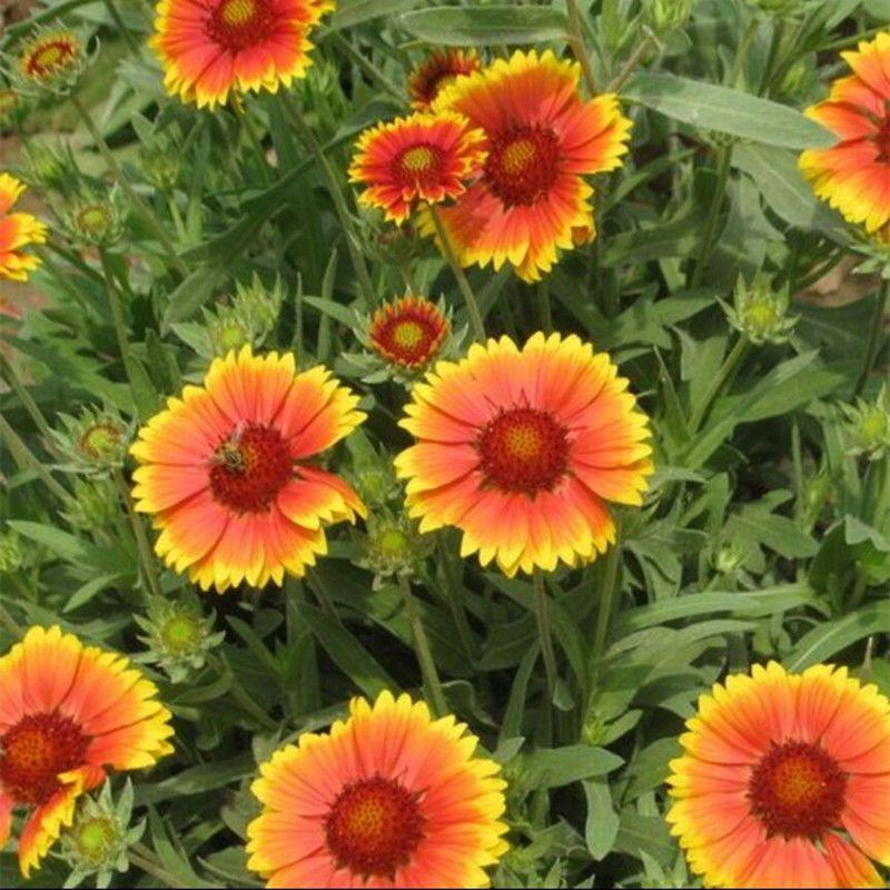 天人菊种子四季易种多年生宿根虎皮菊花种籽庭院绿化景观花卉
