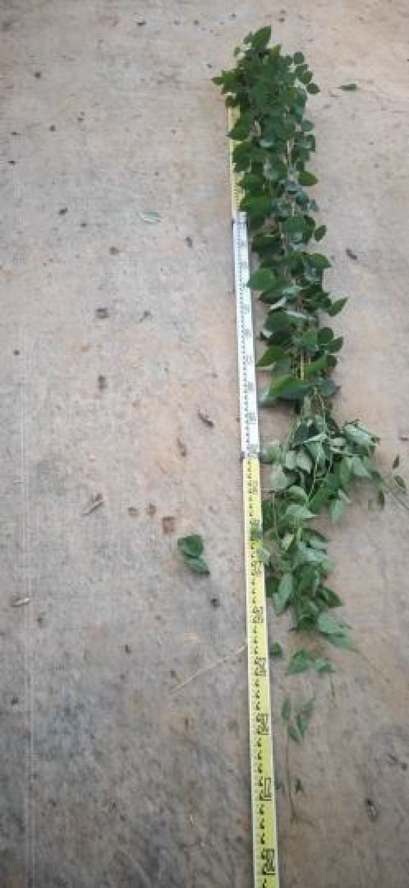 藤本植物炮仗花