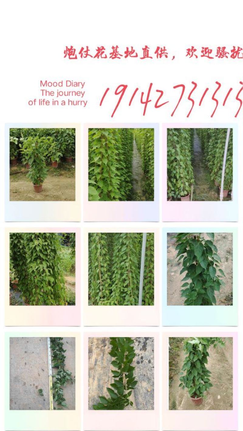 藤本植物炮仗花