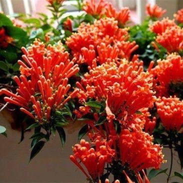 藤本植物炮仗花