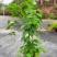 藤本植物炮仗花