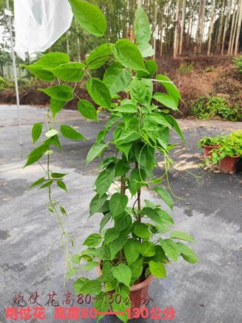 藤本植物炮仗花