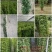 藤本植物炮仗花