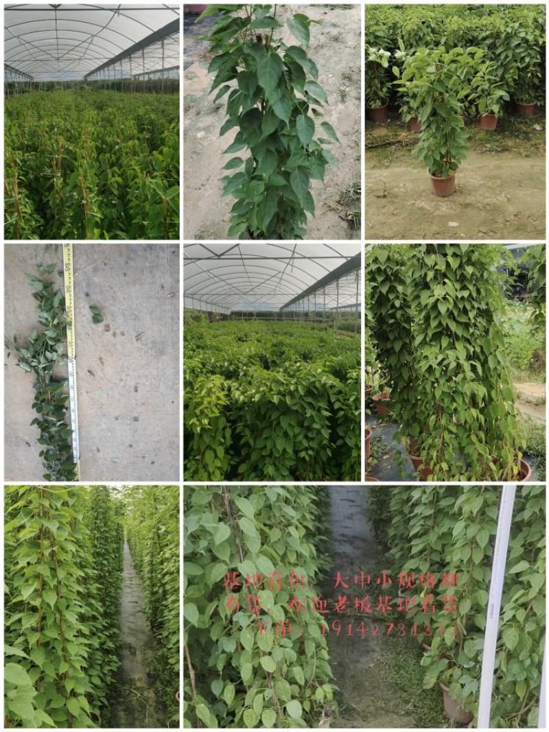 藤本植物炮仗花