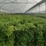 藤本植物炮仗花