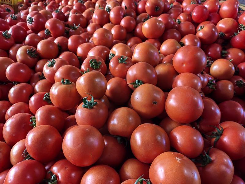 大红西红柿现在大量上市，有需要的老板联系我，，，，，，，