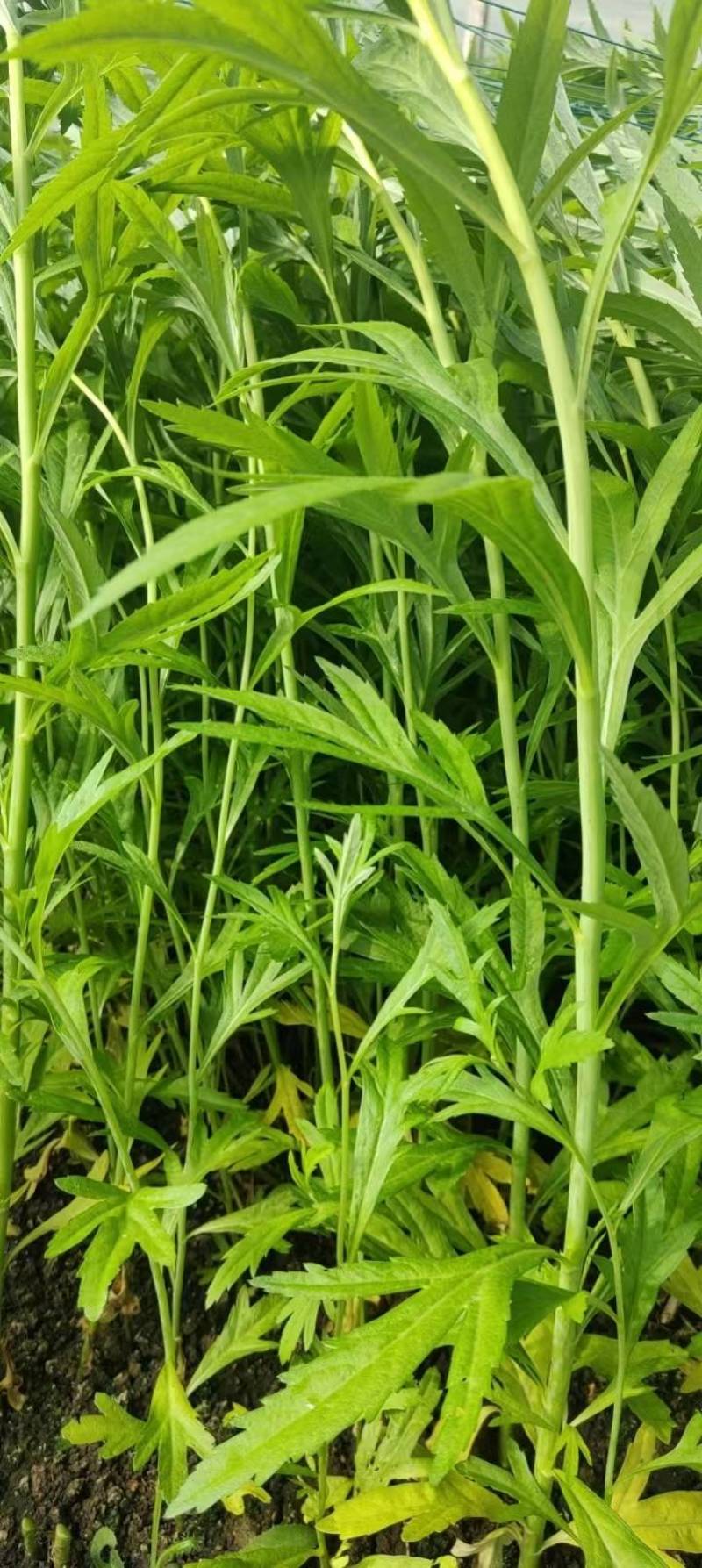 精品芦蒿，大量有货，品质保证，可视频看货欢迎订购