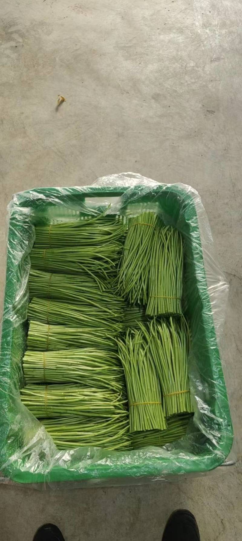 精品芦蒿，大量有货，品质保证，可视频看货欢迎订购