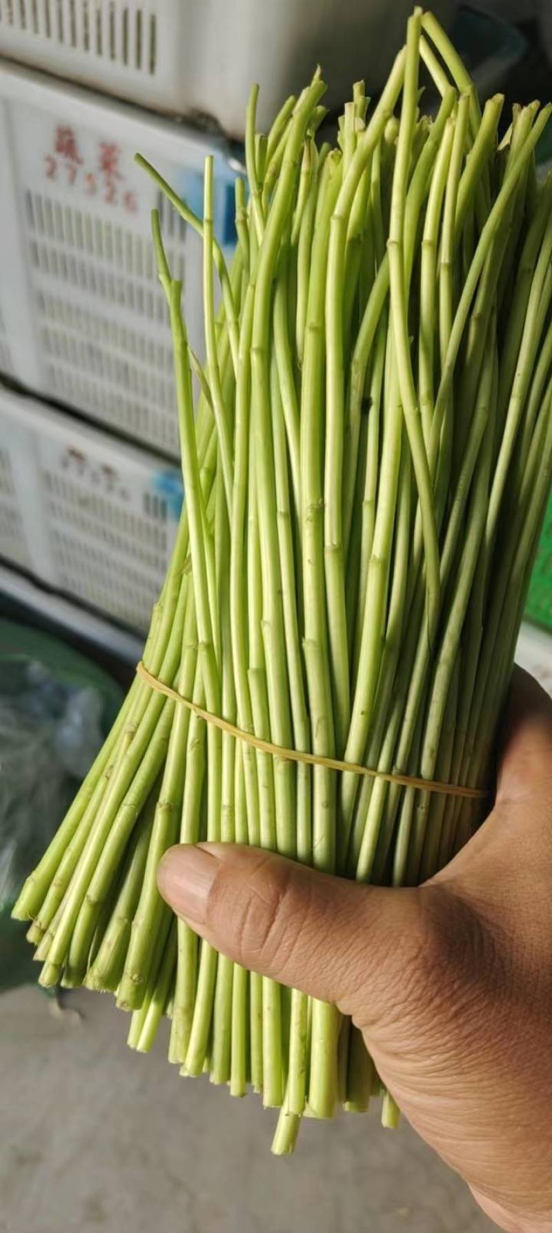 精品芦蒿，大量有货，品质保证，可视频看货欢迎订购