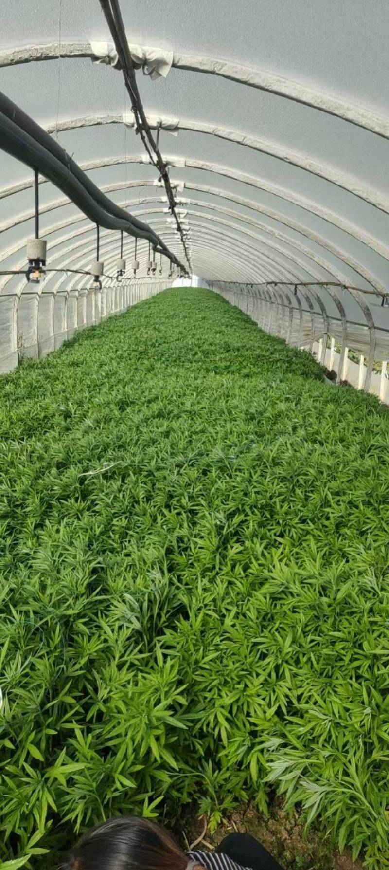 精品芦蒿，大量有货，品质保证，可视频看货欢迎订购