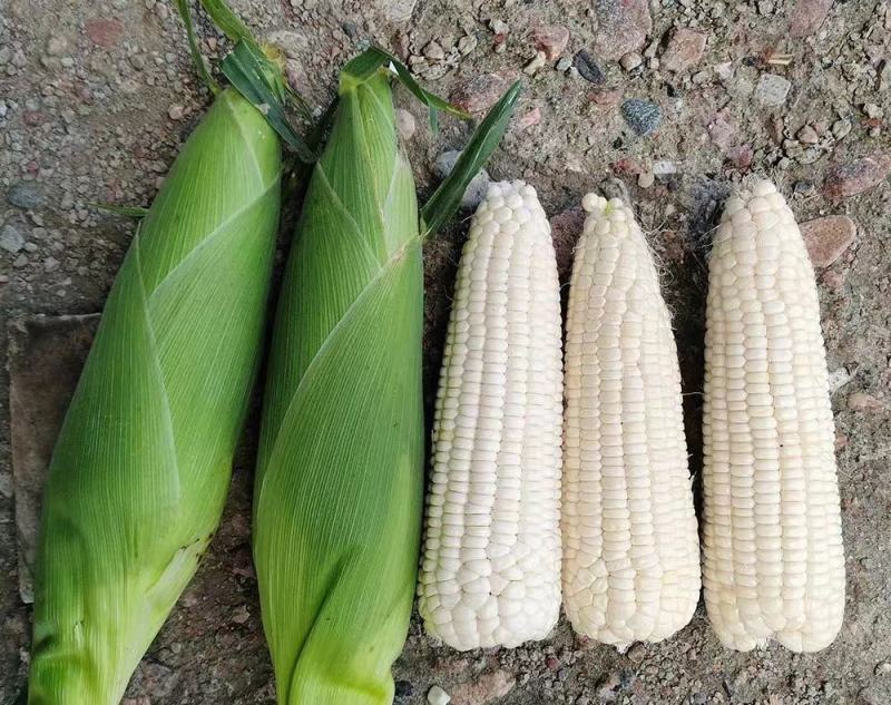 澳甜糯75玉米种子大棒甜加糯玉米种子鲜食白糯玉米种籽