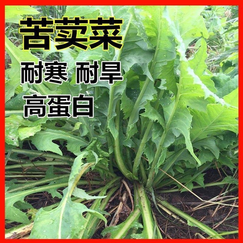 苦荬菜种子养鹅四季养猪草牧草猪鸡鸭鹅兔鱼草籽苦麻菜苦麦菜