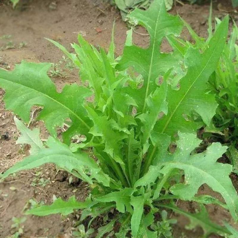 苦荬菜种子养鹅四季养猪草牧草猪鸡鸭鹅兔鱼草籽苦麻菜苦麦菜