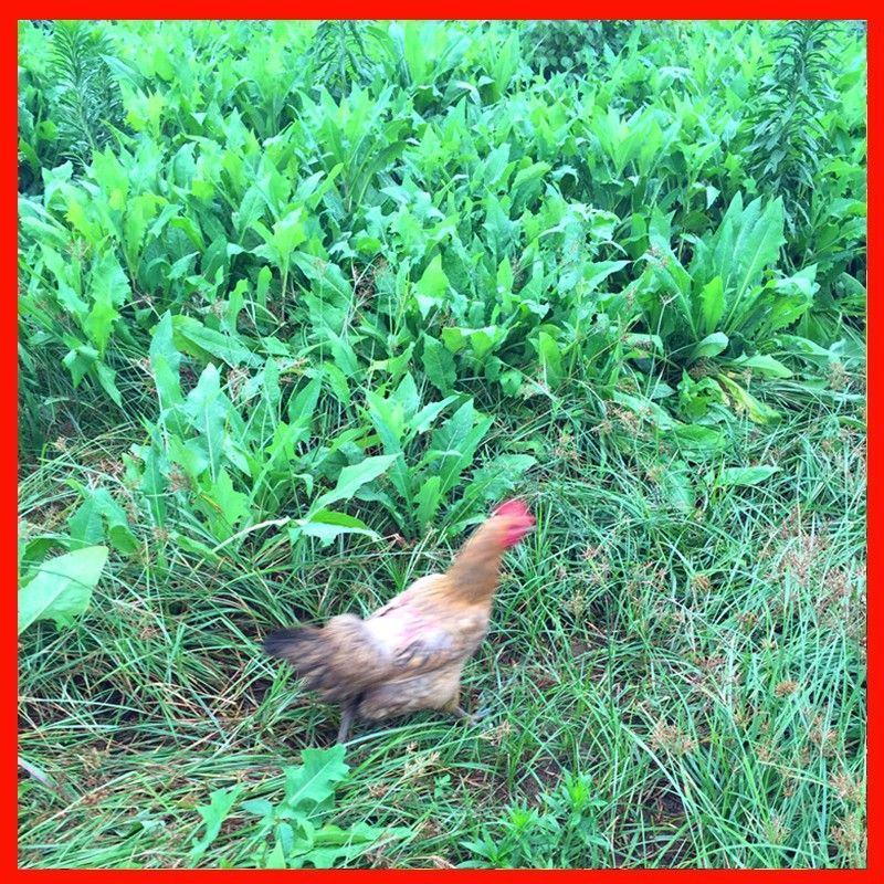 苦荬菜种子养鹅四季养猪草牧草猪鸡鸭鹅兔鱼草籽苦麻菜苦麦菜