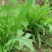 苦荬菜种子养鹅四季养猪草牧草猪鸡鸭鹅兔鱼草籽苦麻菜苦麦菜