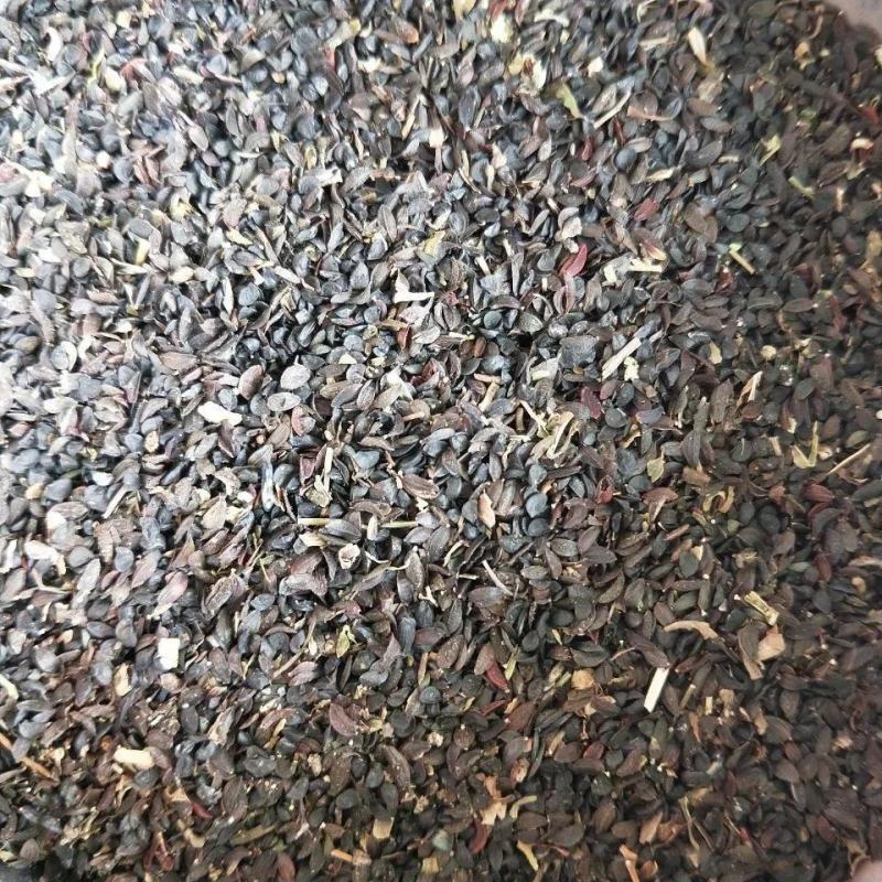 苦荬菜种子养鹅四季养猪草牧草猪鸡鸭鹅兔鱼草籽苦麻菜苦麦菜