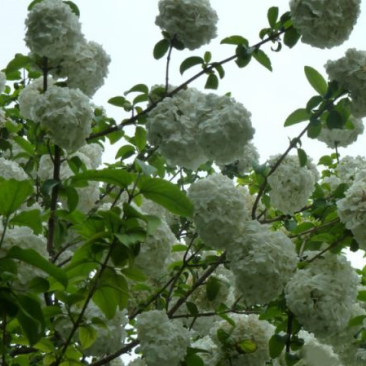 绣球花
