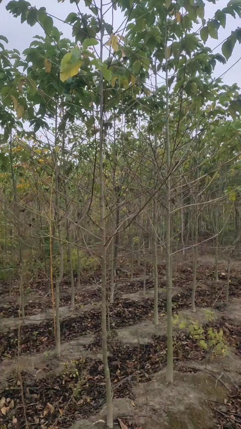 3-8公分喜树大量供应