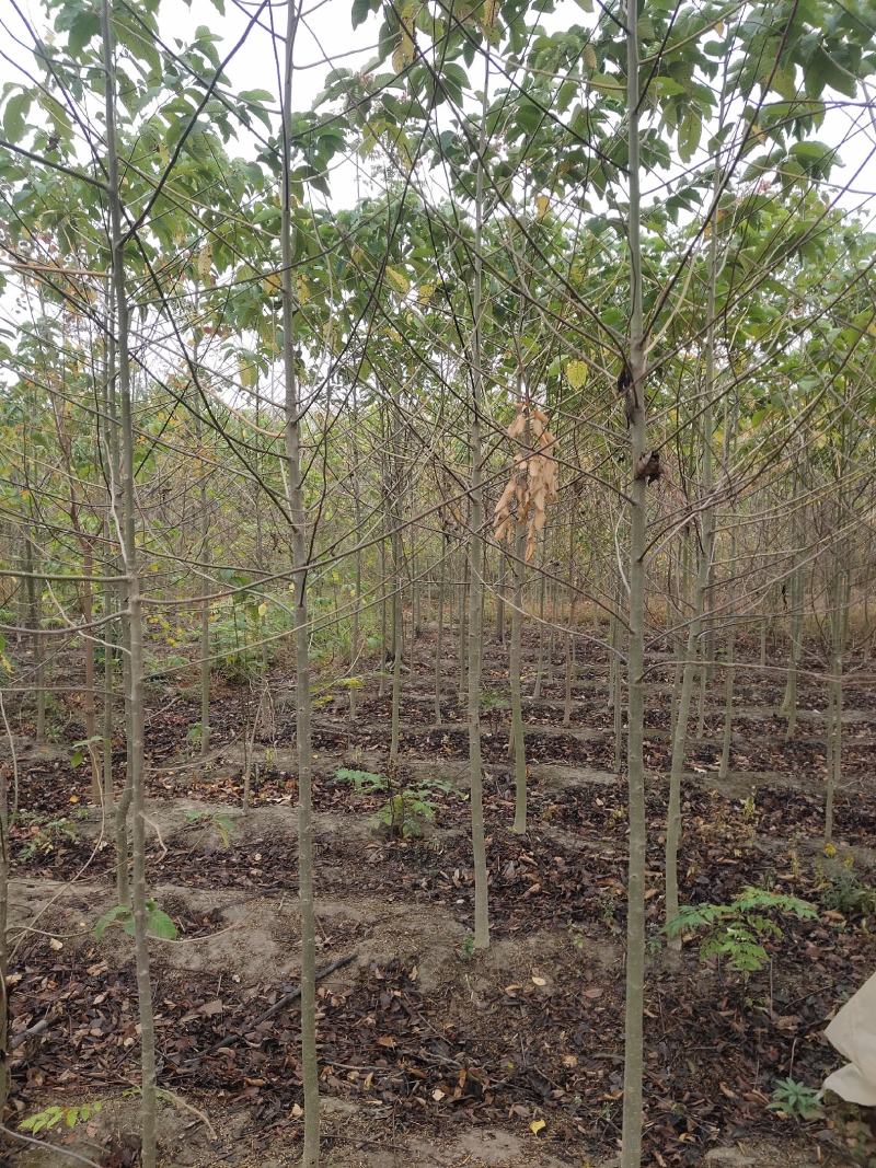 3-8公分喜树大量供应