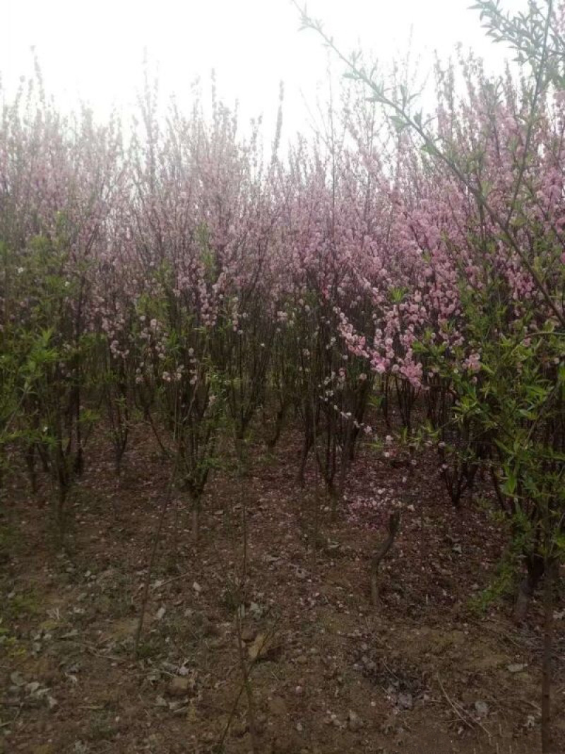 榆叶梅
