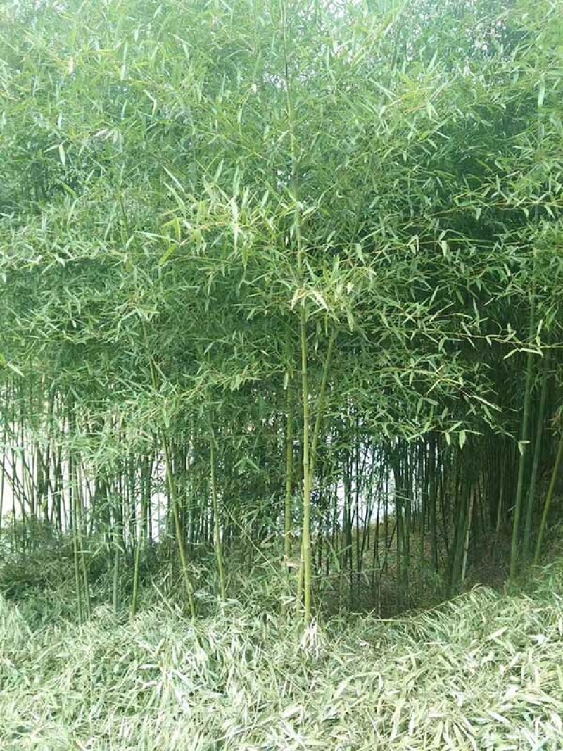 早园竹苗