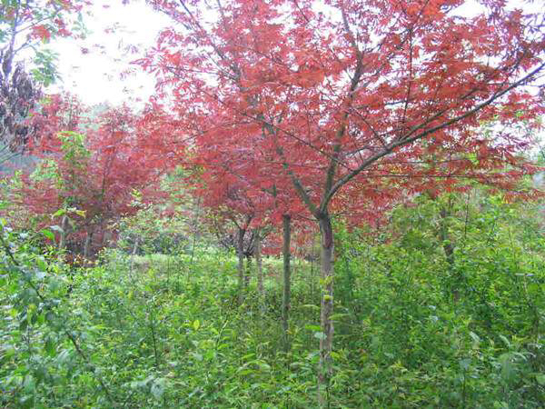 几棵已成年的‘十月秋红’红枫树矗立在城市公园草坪上,秋季叶片呈现鲜艳的深红色,周围有市民拍照打卡,体现其强烈的景观吸引力和公众认可度 ‘十月秋红’在城市公园中的实际应用效果图