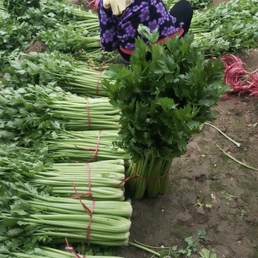 芹菜大葱正在销售中