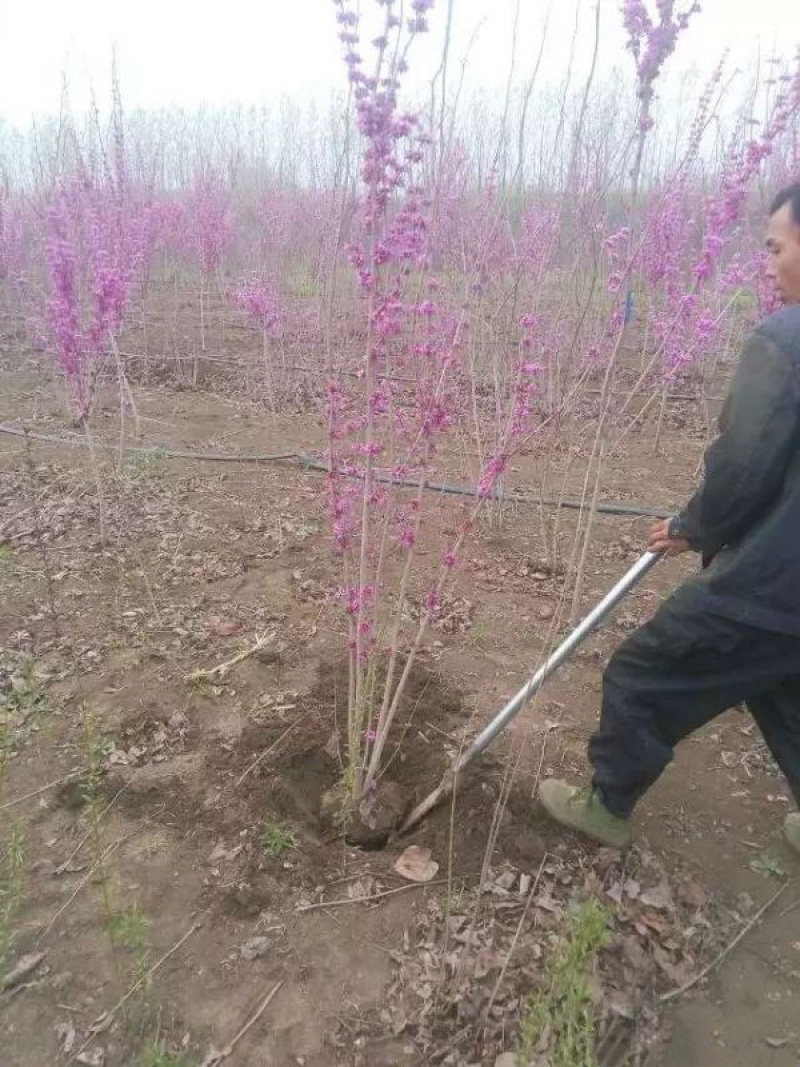 紫荆树