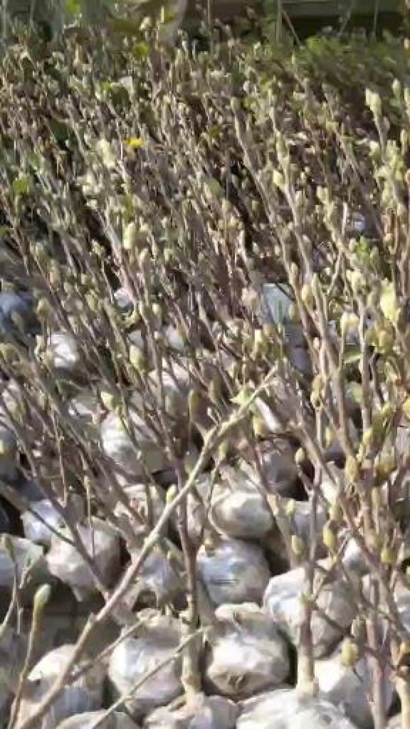 红白黄白玉兰树苗基地批发园林行道点缀绿化树苗庭院观赏广玉