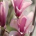 红白黄白玉兰树苗基地批发园林行道点缀绿化树苗庭院观赏广玉