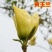 红白黄白玉兰树苗基地批发园林行道点缀绿化树苗庭院观赏广玉