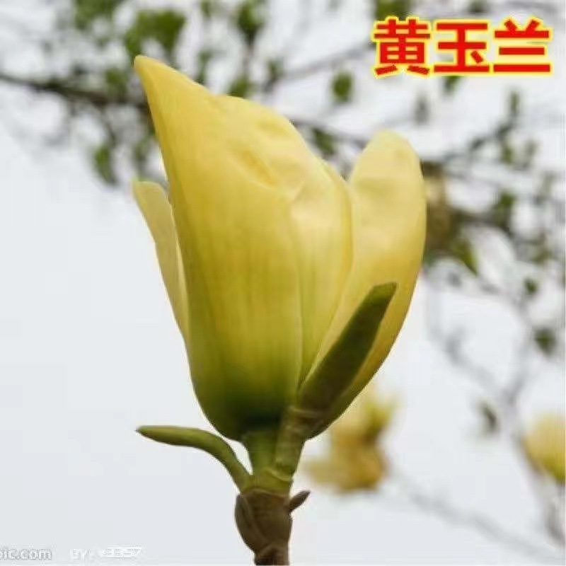 红白黄白玉兰树苗基地批发园林行道点缀绿化树苗庭院观赏广玉