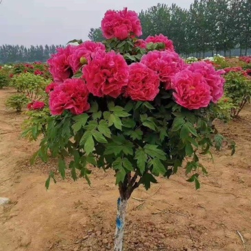 牡丹