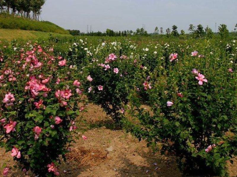 木槿