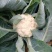 【基地直发】湖北优质花菜白面青梗松花菜小米粒菜花