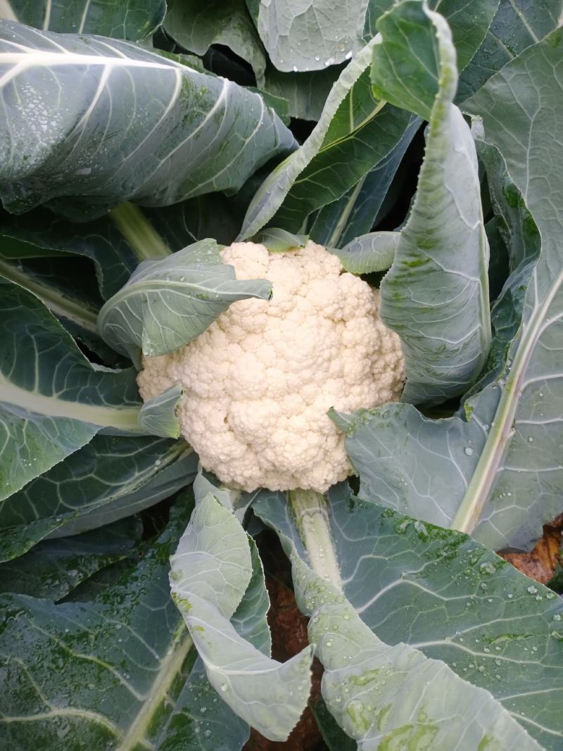 【基地直发】湖北优质花菜白面青梗松花菜小米粒菜花