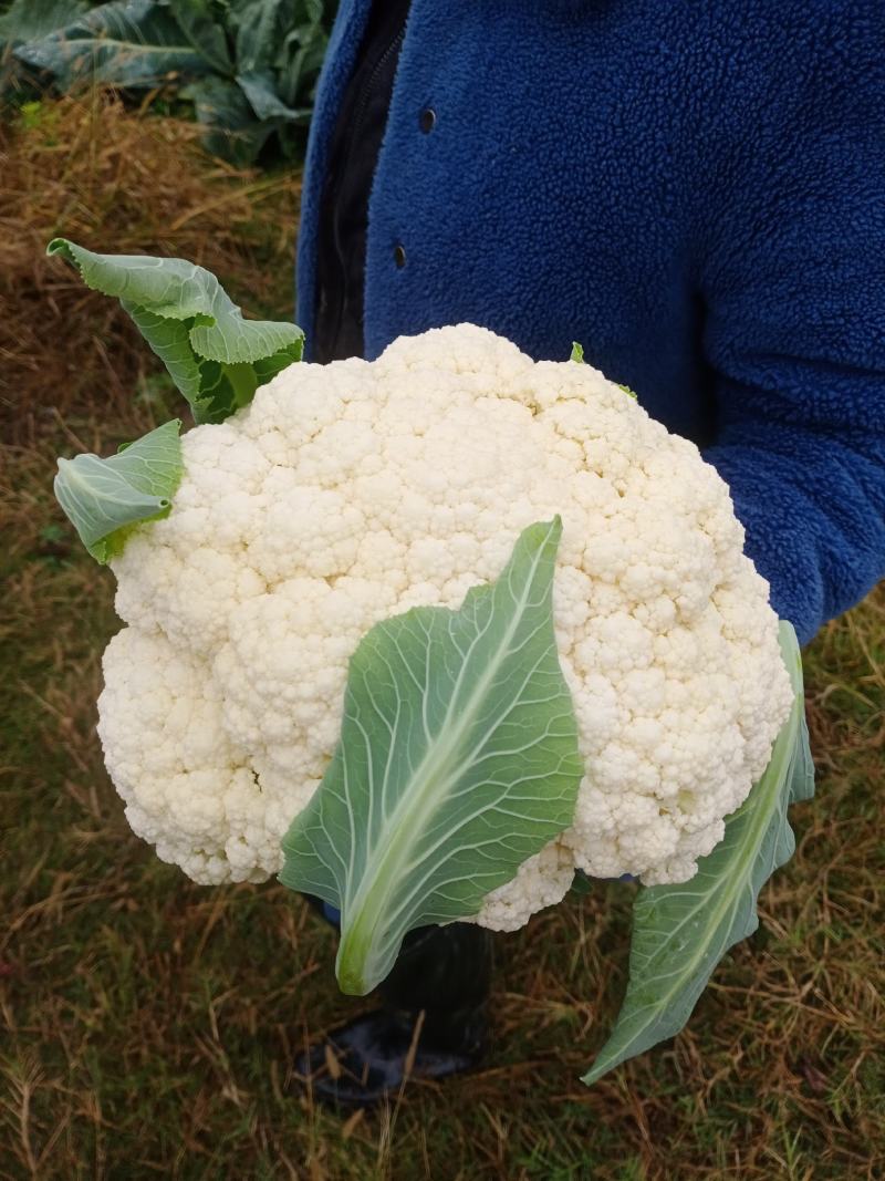 【基地直发】湖北优质花菜白面青梗松花菜小米粒菜花