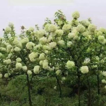 绣球花