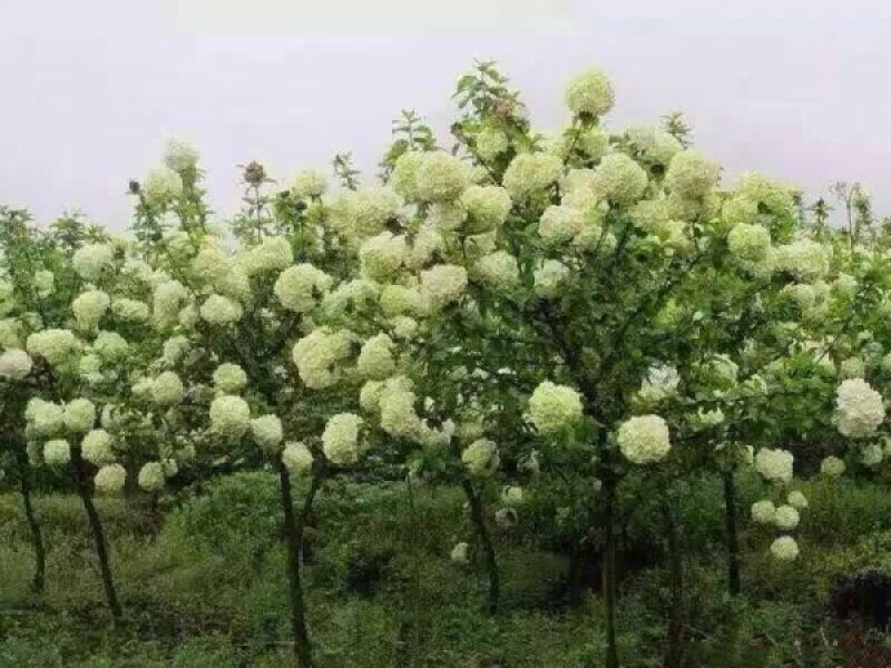 绣球花