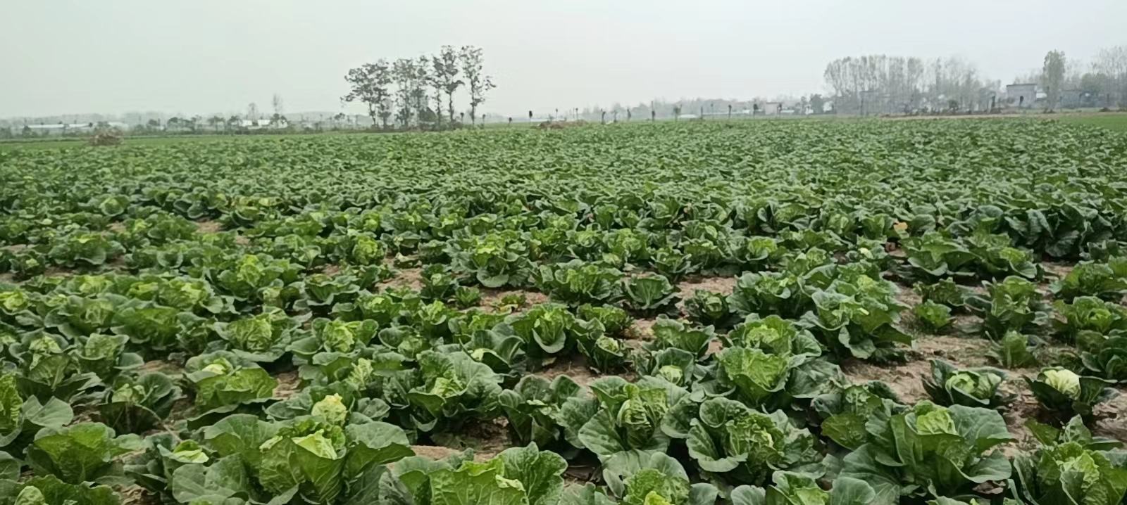 娃娃菜田间种植图