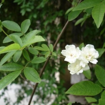 木香苗
