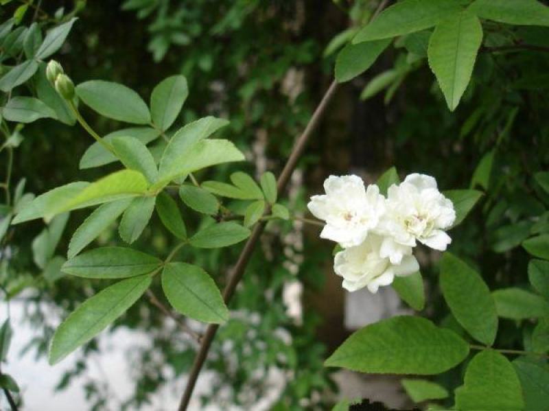 木香苗