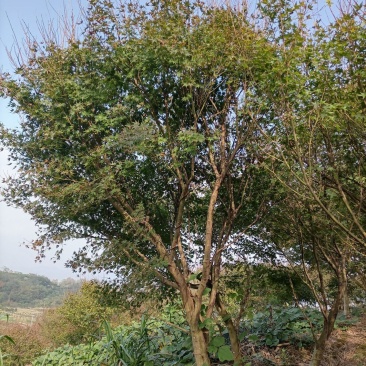 鸡爪槭