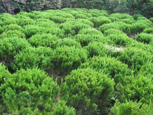 显微镜头下的龙柏鳞叶横切面：清晰可见表皮细胞角质层厚、气孔凹陷分布、叶肉组织无栅栏与海绵分化、维管束居中，周边环绕深绿色叶绿体密集区