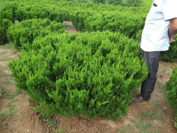 龙柏树苗批发场景