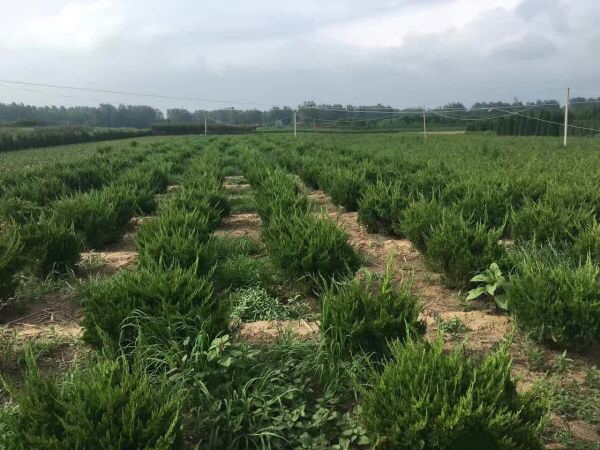 龙柏苗木种植基地航拍图