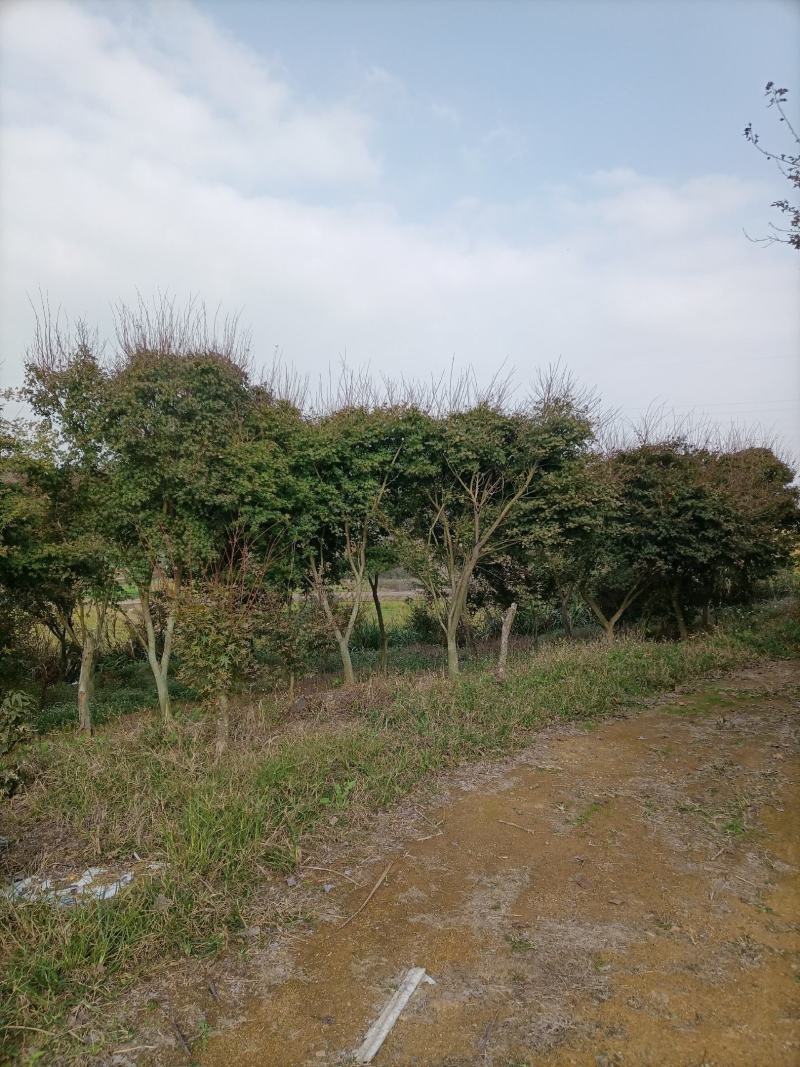 鸡爪槭